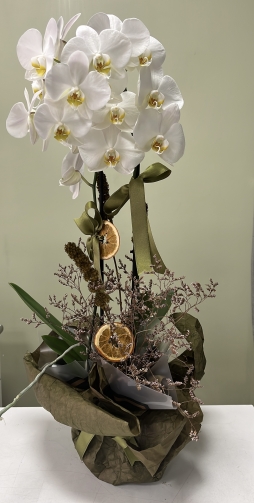 Beyaz orkide güzeli