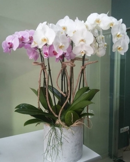 Orkide Şenliĝì