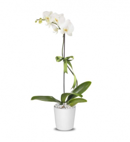 İthal Tek Dal Beyaz Orkide